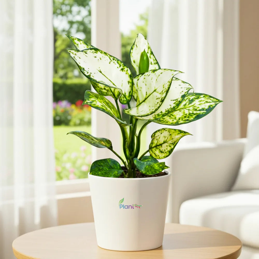 Aglaonema Bright White – Low Maintenance Indoor Air Purifying Plant