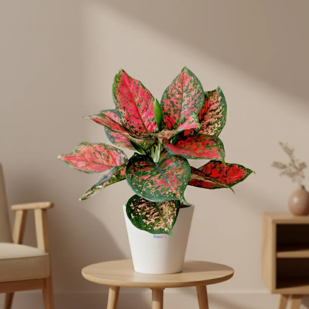 Aglaonema Anjamanee Red – Indoor Low Maintenance Air Purifying Plant