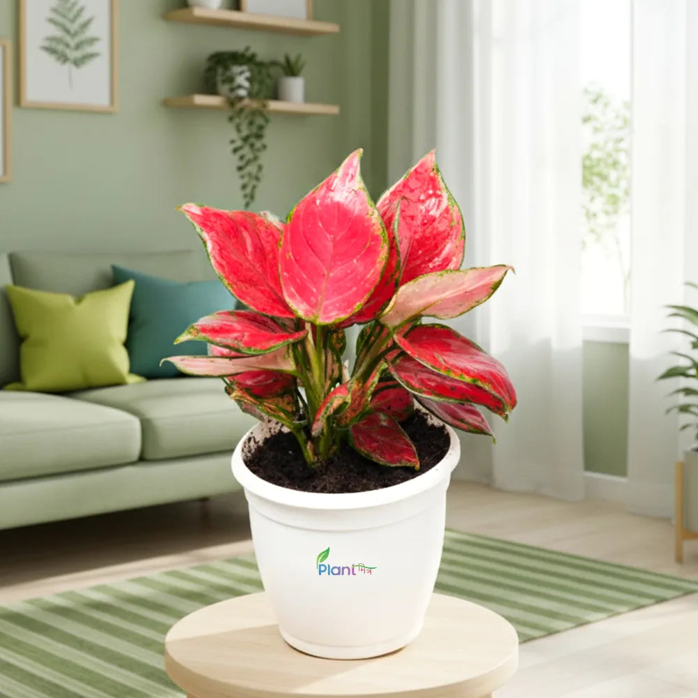 Grafted Adenium in 5" Grow Pot – Beautiful Flowering Desert Rose Plant