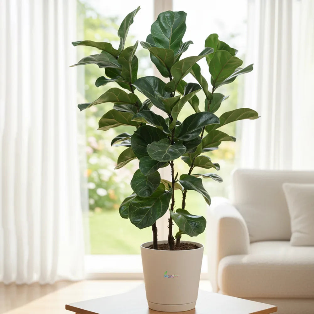 Ficus Lyrata – Premium Indoor Decorative Air Purifying Plant