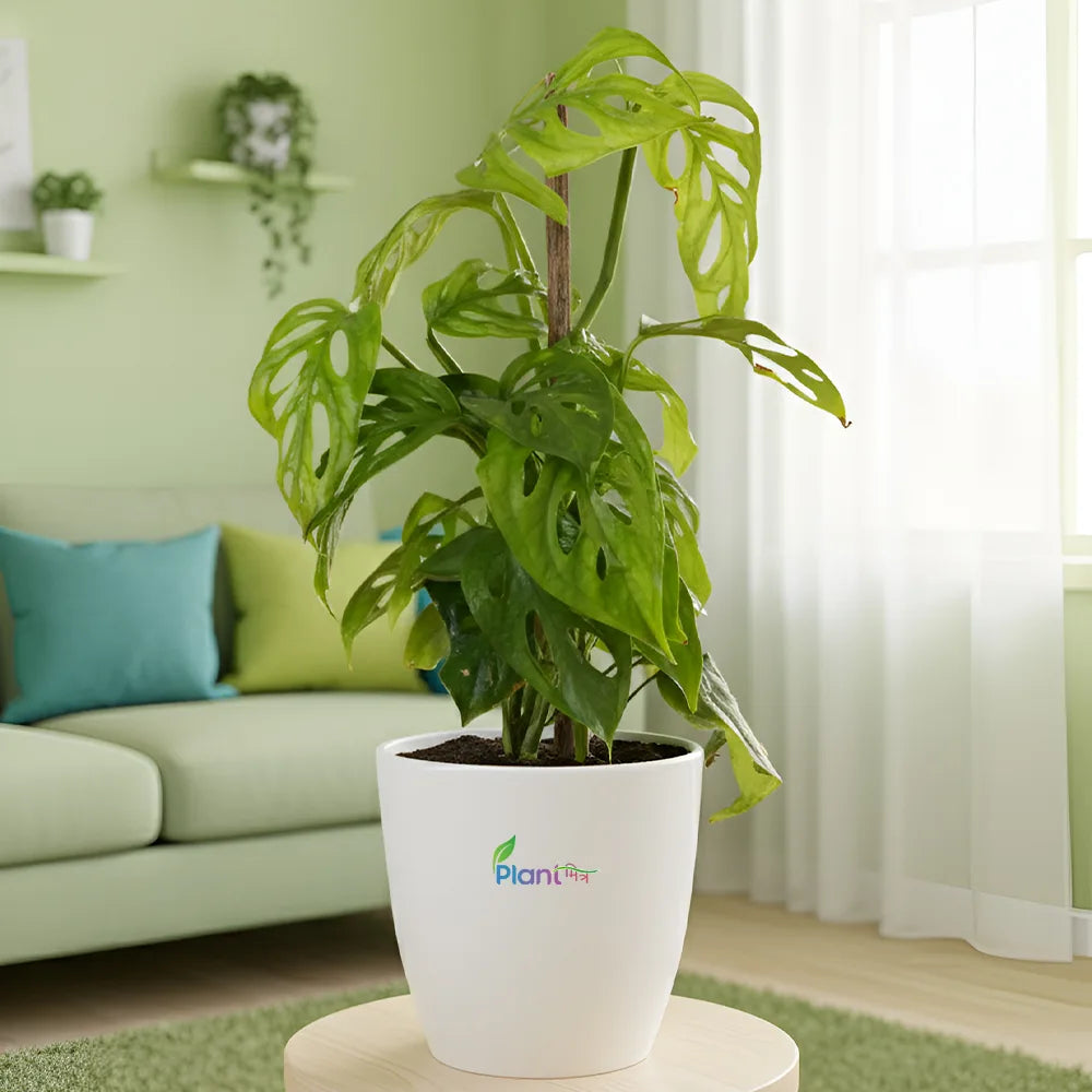 Broken Heart Plant (Hoya Kerrii) – Symbol of Love & Luck | Easy-Care Indoor Plant