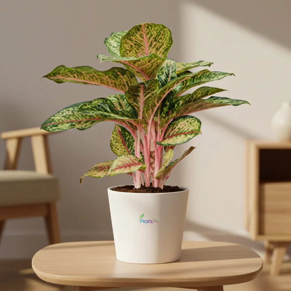 Aglaonema Peacock – Indoor Low Maintenance Air Purifying Plant