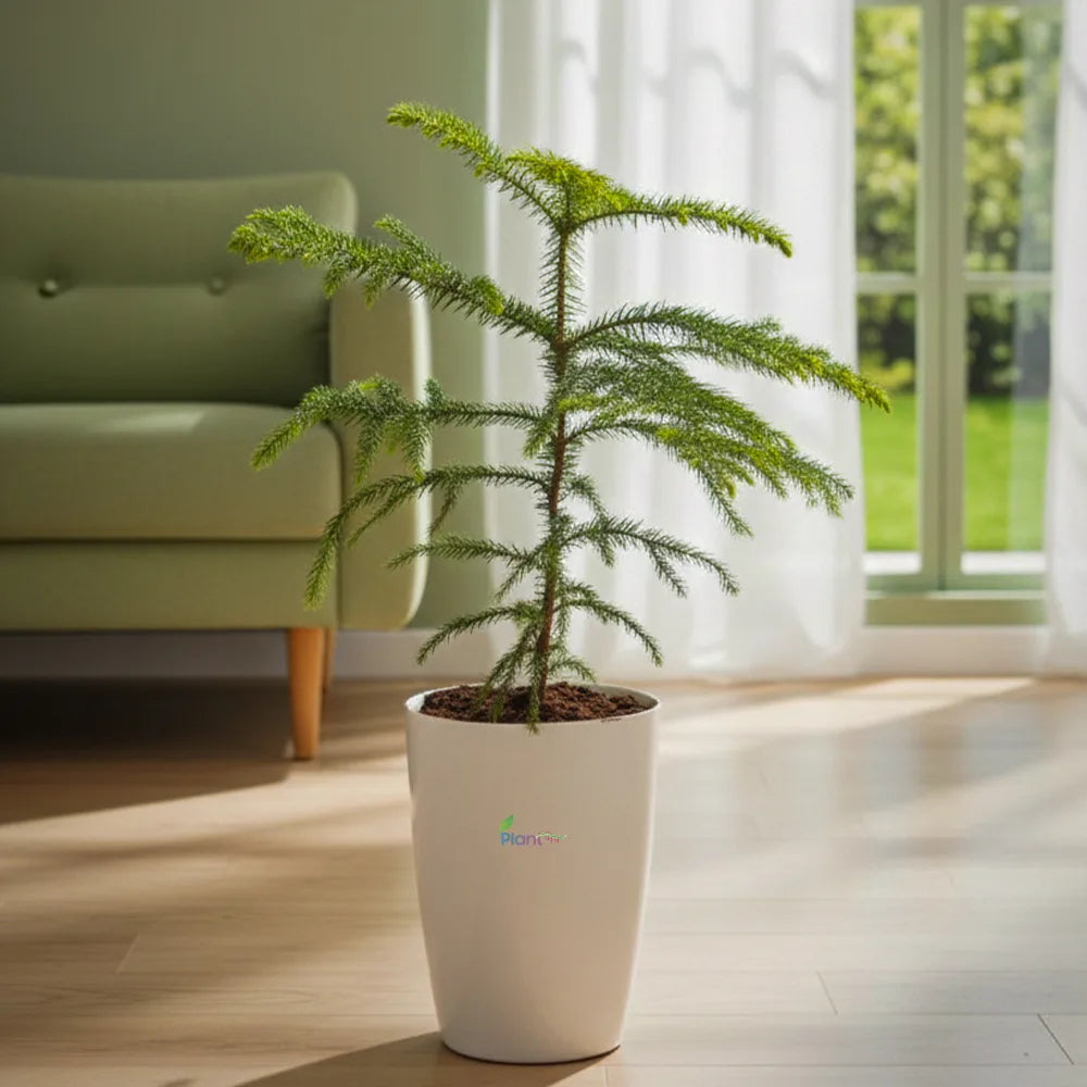 Arerokariya (Araucaria) – Outdoor Decorative Plant