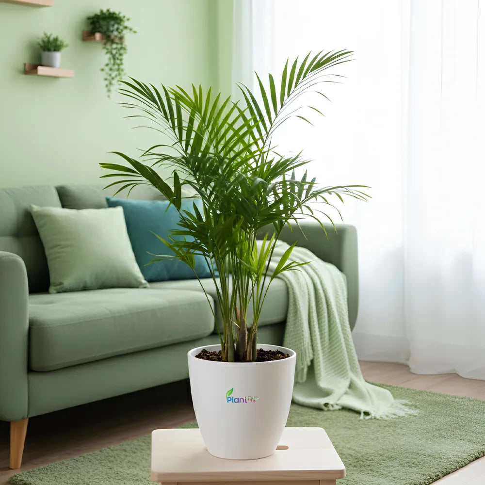Chamaedorea Palm Plant – Elegant Indoor Air-Purifying Plant