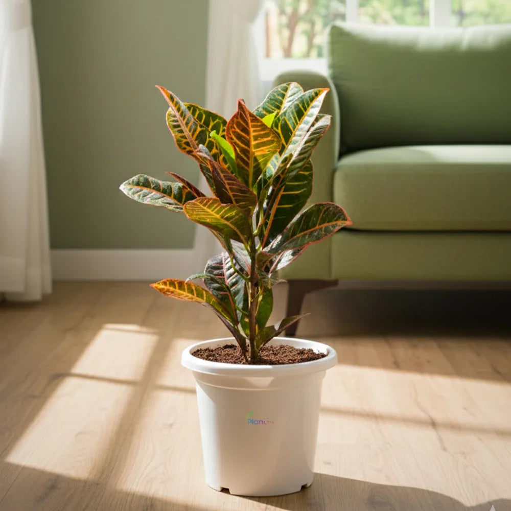 Croton Petra Plant – Colorful Outdoor & Semi-Indoor Foliage Plant