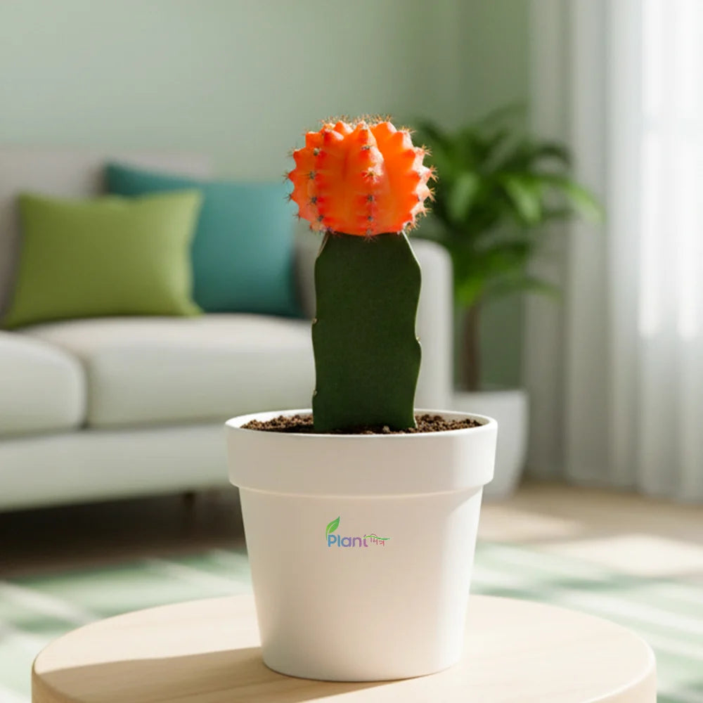 Tower Cactus – Low-Maintenance Outdoor Succulent Plant