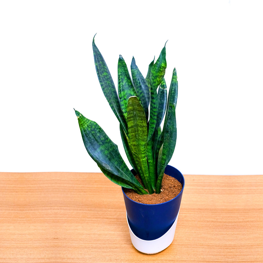 Sansevieria ‘Zeylanica’ – Hardy Indoor Air Purifying Low Maintenance Plant