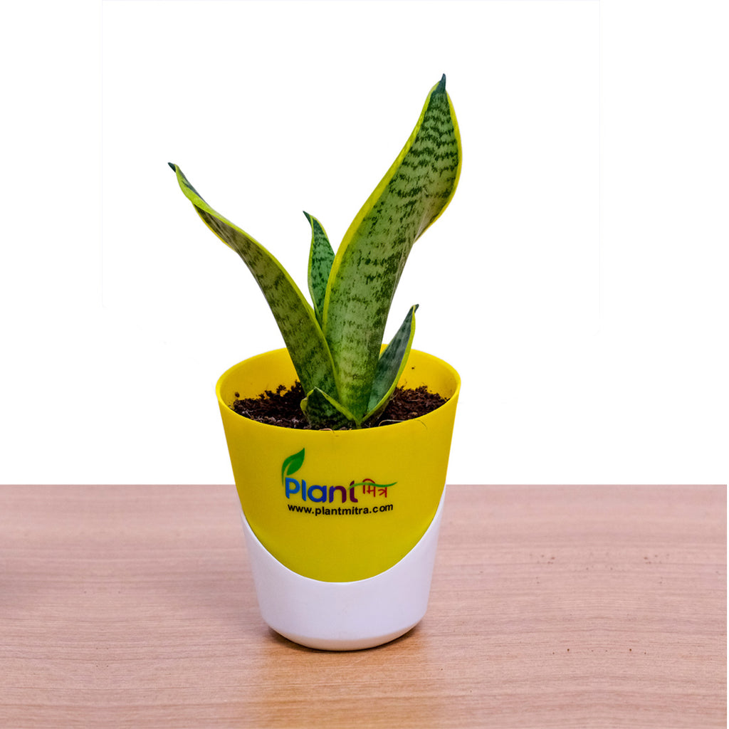 Sansevieria Superba – Indoor Low Maintenance Air Purifying Plant