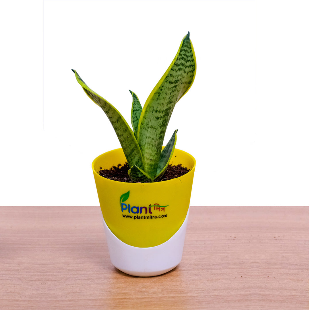 Sansevieria Superba – Indoor Low Maintenance Air Purifying Plant
