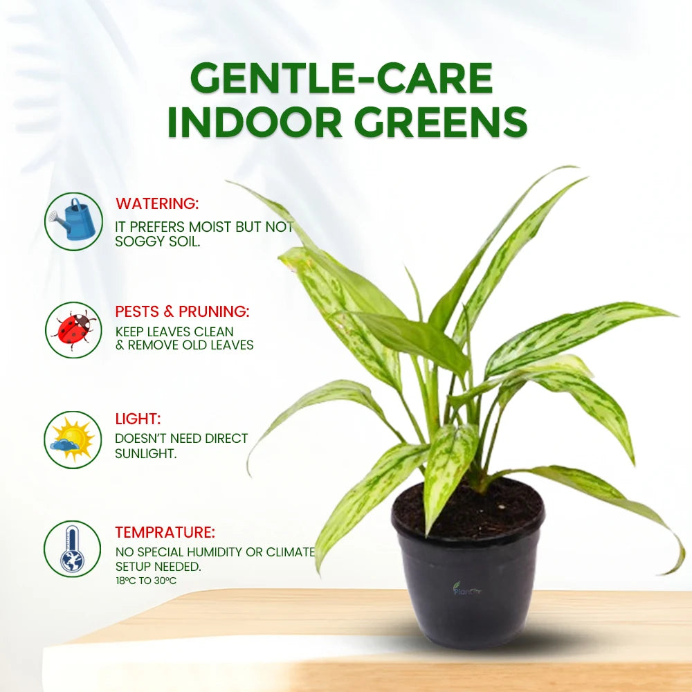 Aglaonema Cutlass – Elegant Low Maintenance Indoor Air Purifying Plant