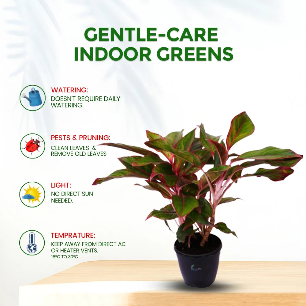 Aglaonema Hybrid Lipstick – Vibrant Low Maintenance Indoor Plant