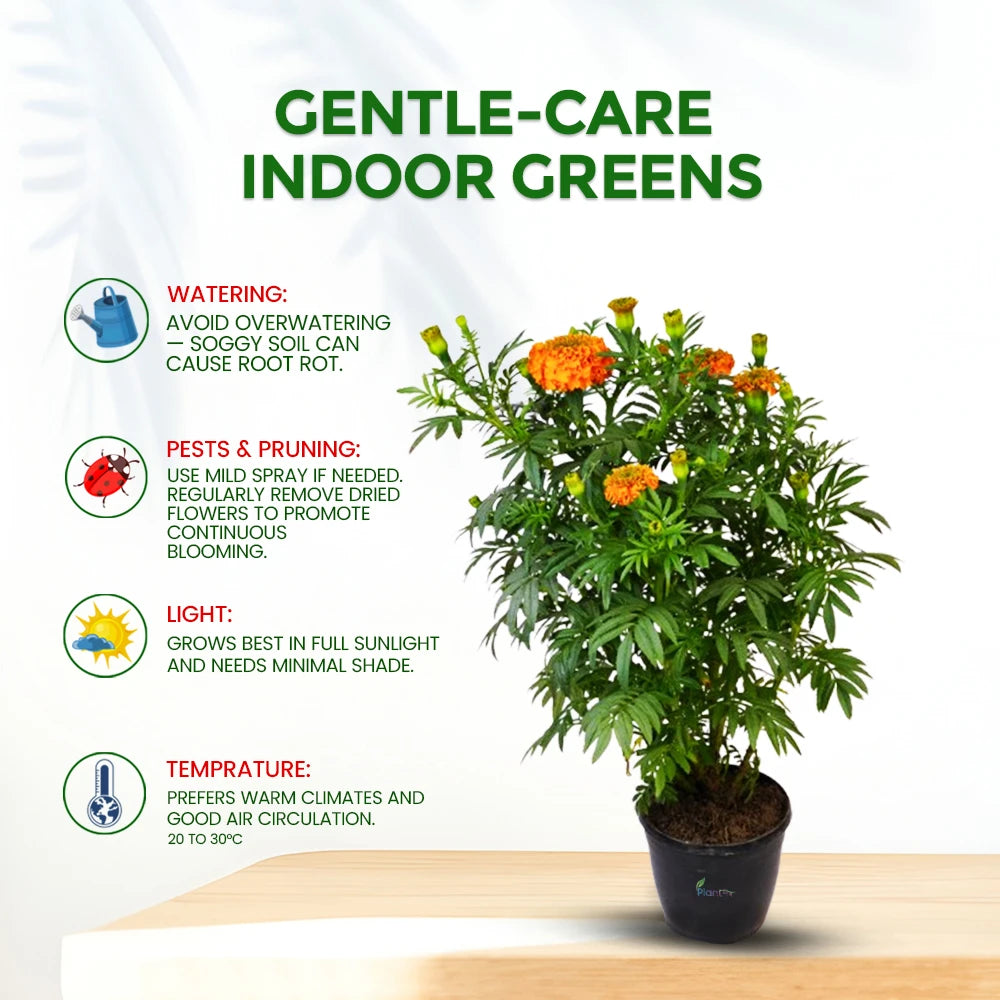 Genda Plant (Marigold) – Vibrant Outdoor Flowering Plant for Garden & Home Décor