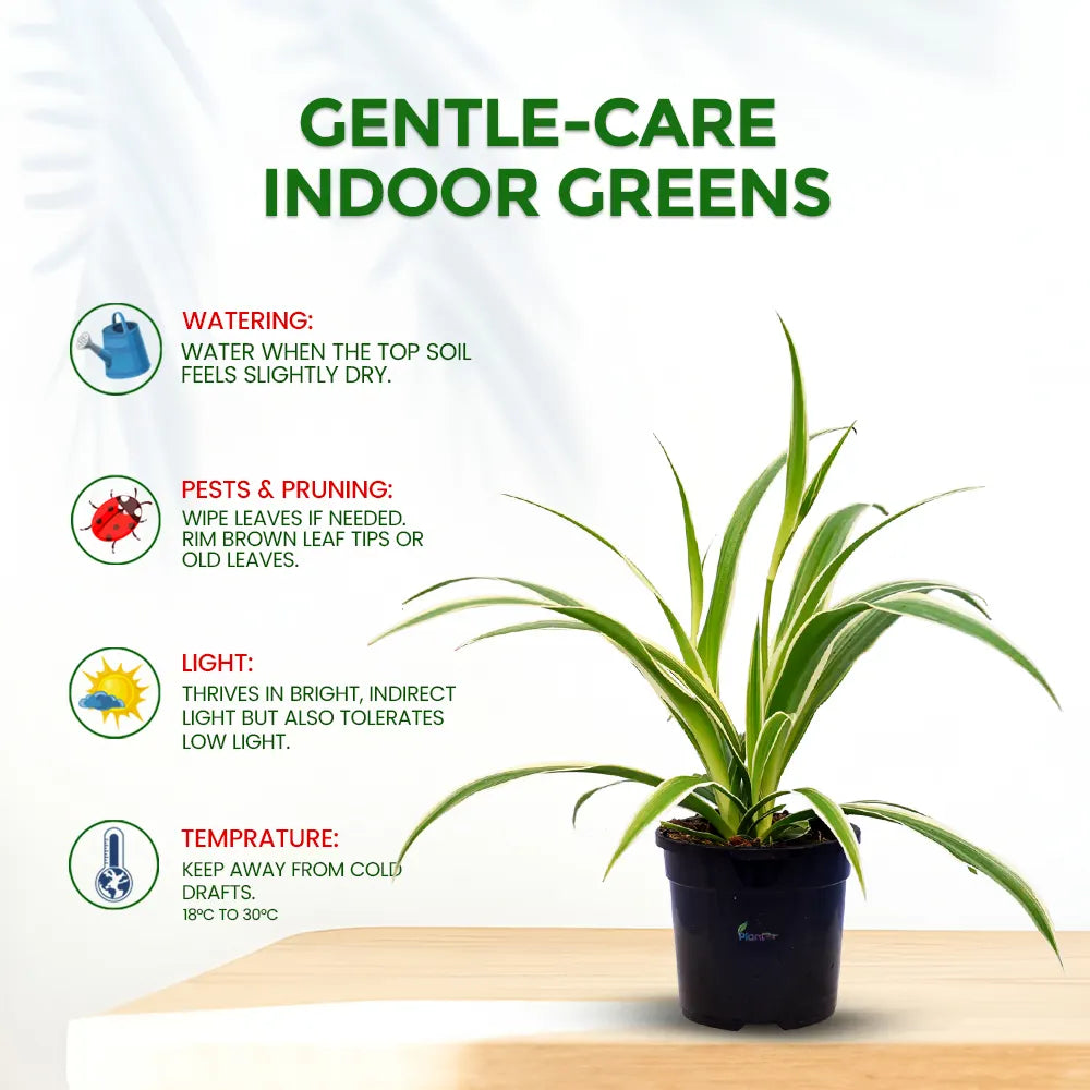 Spider Plant – Easy Care Indoor Air Purifying Plant