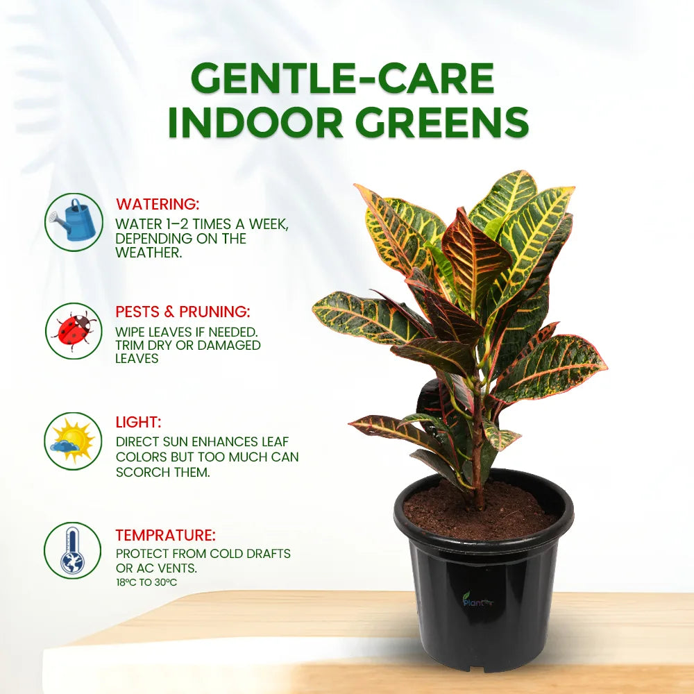 Croton Petra Plant – Colorful Outdoor & Semi-Indoor Foliage Plant