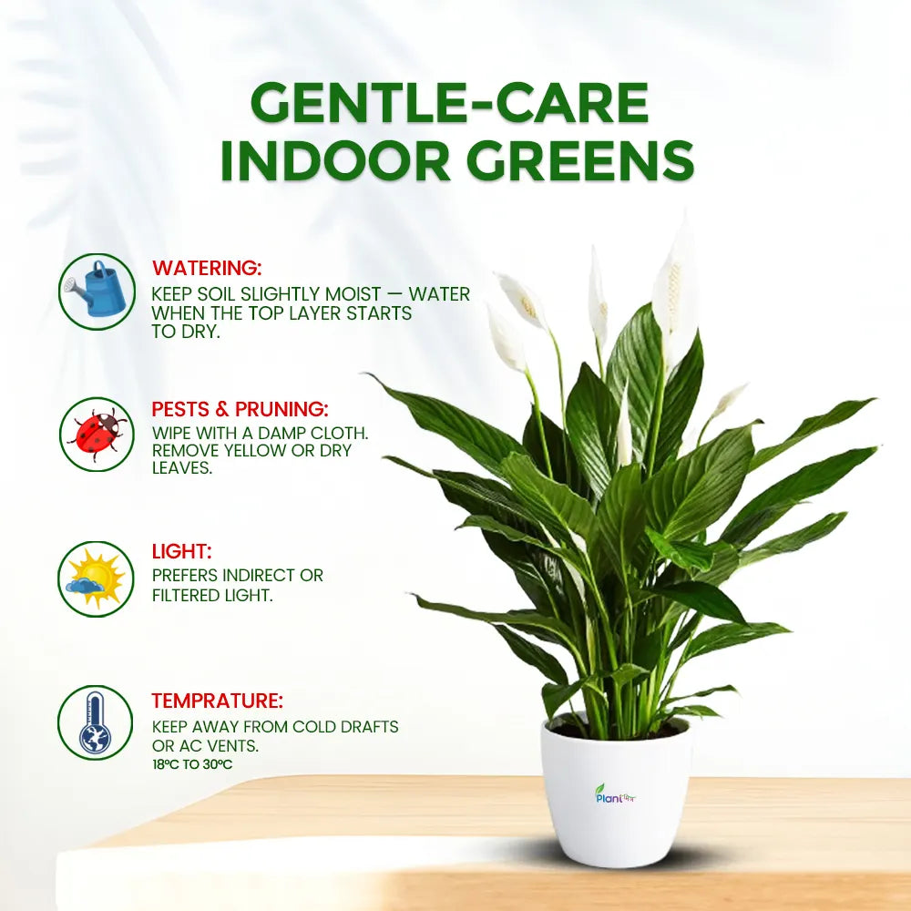 Peace Lily – Elegant Indoor Air Purifying Flowering Plant