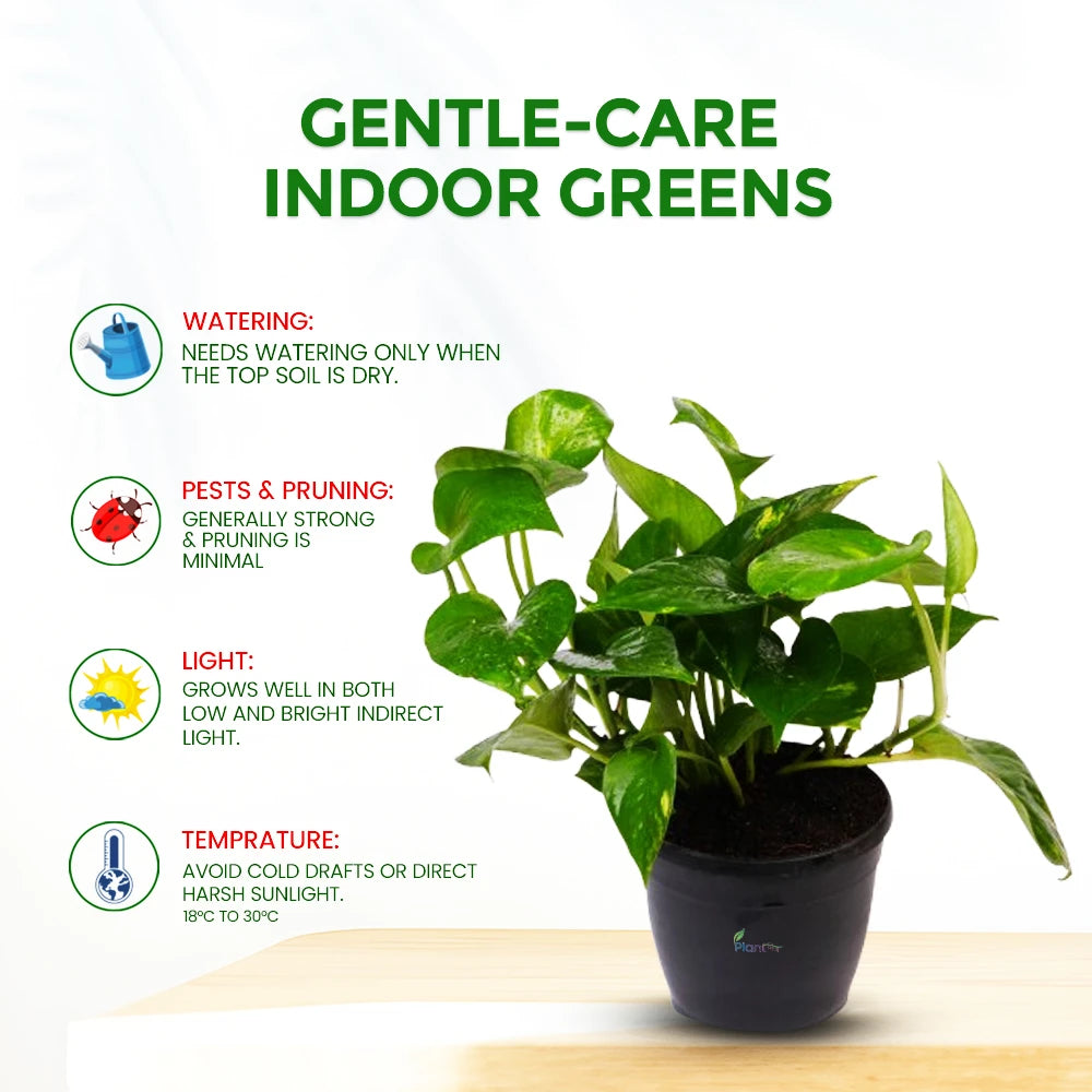 Money Plant Green – Indoor Low Maintenance Air Purifying Plant