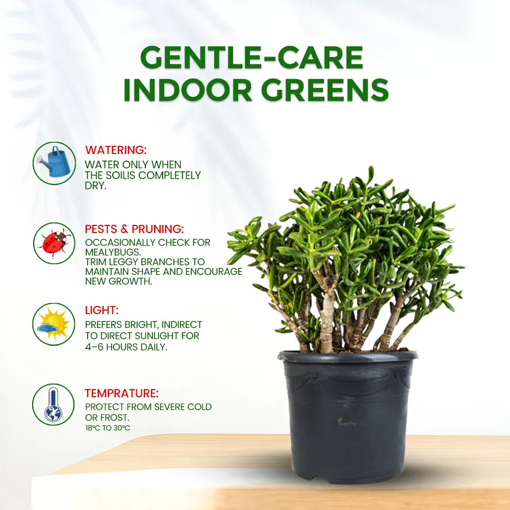 Jade Plant – Low Maintenance Indoor Succulent Air Purifying Plant