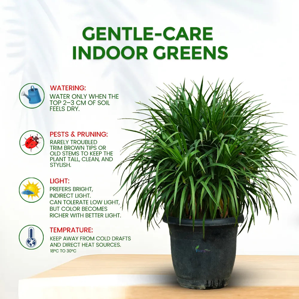 Dracaena Dragon Plant – Stylish Low-Maintenance Indoor & Semi-Outdoor Plant