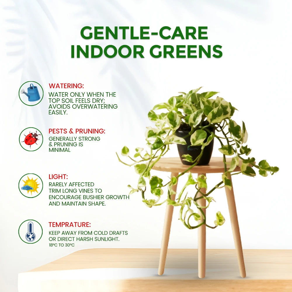 Money Plant ‘N’Joy’ – Decorative Low Maintenance Indoor Air Purifying Plant