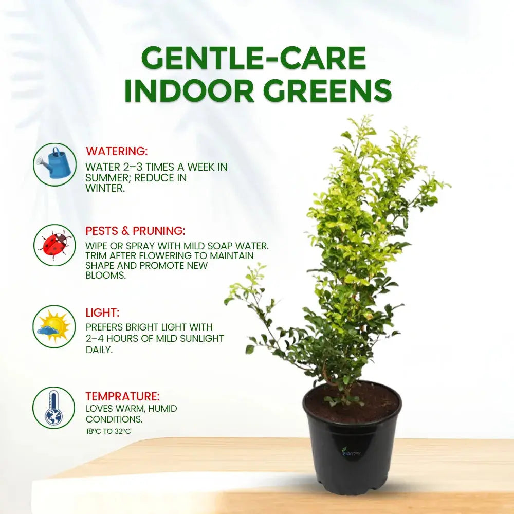 Madhukamini Plant (Kamini / Orange Jasmine) in 8" Grow Pot – Fragrant Outdoor Plant Plantmitra