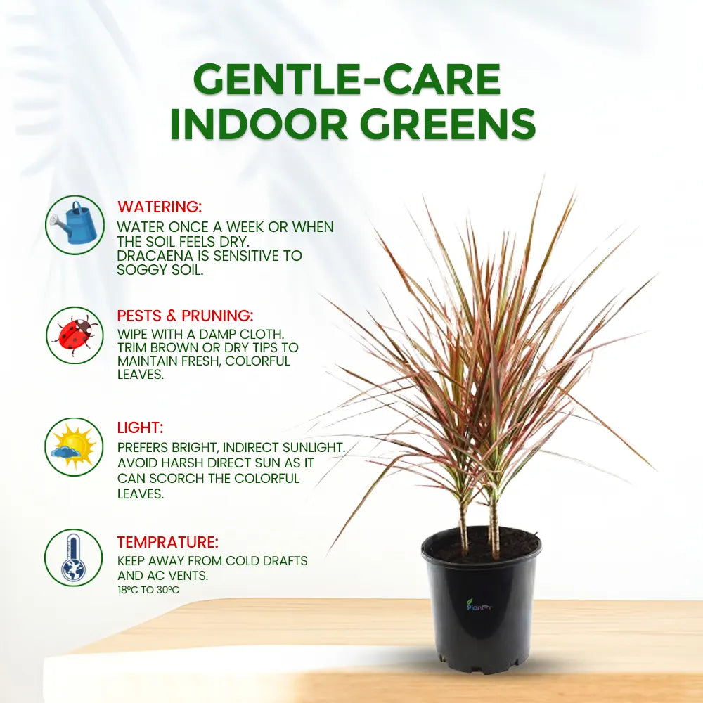 Dracaena Tricolor – Semi Indoor Low Maintenance Air Purifying Plant