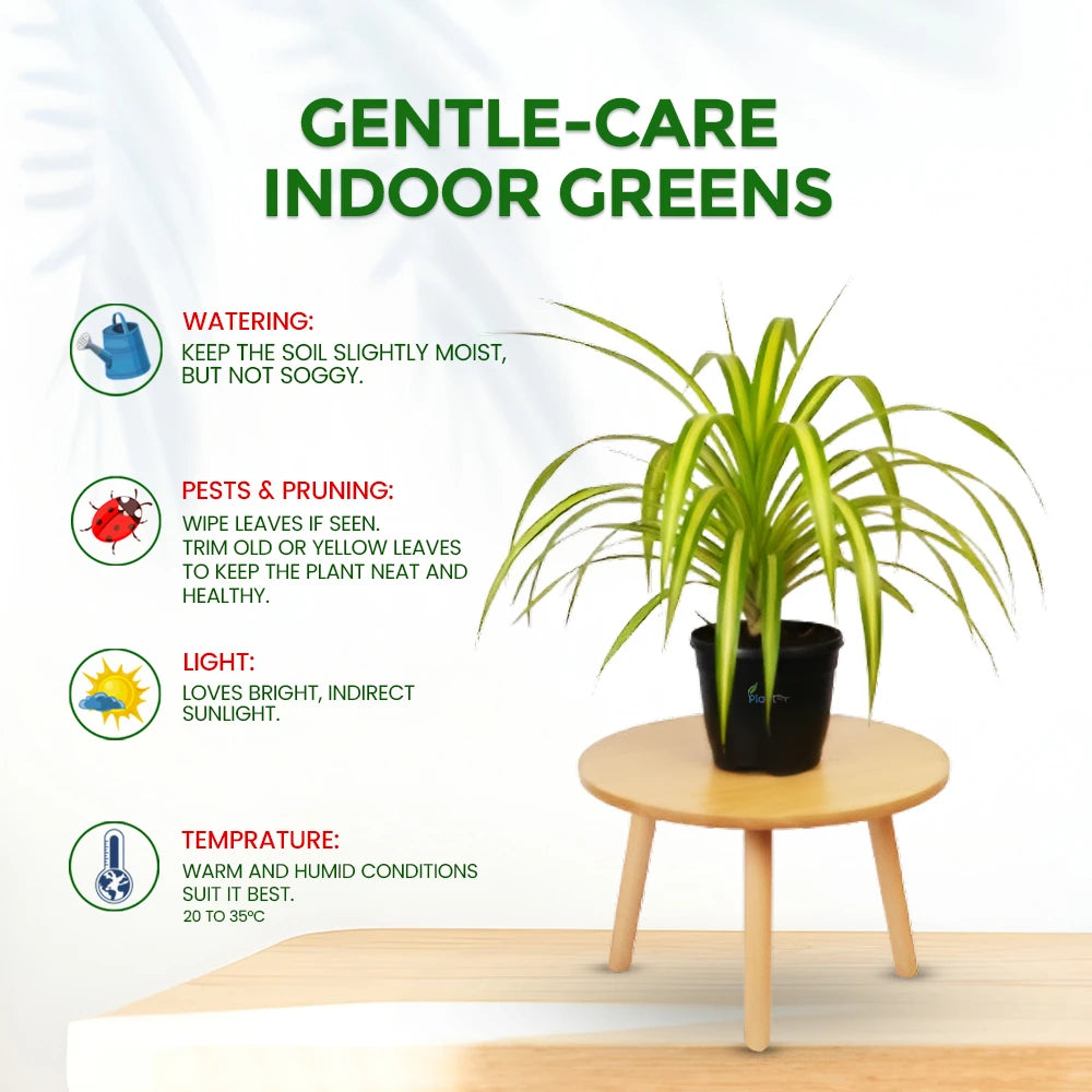 Pandanus Plant – Hardy Outdoor Decorative Plant