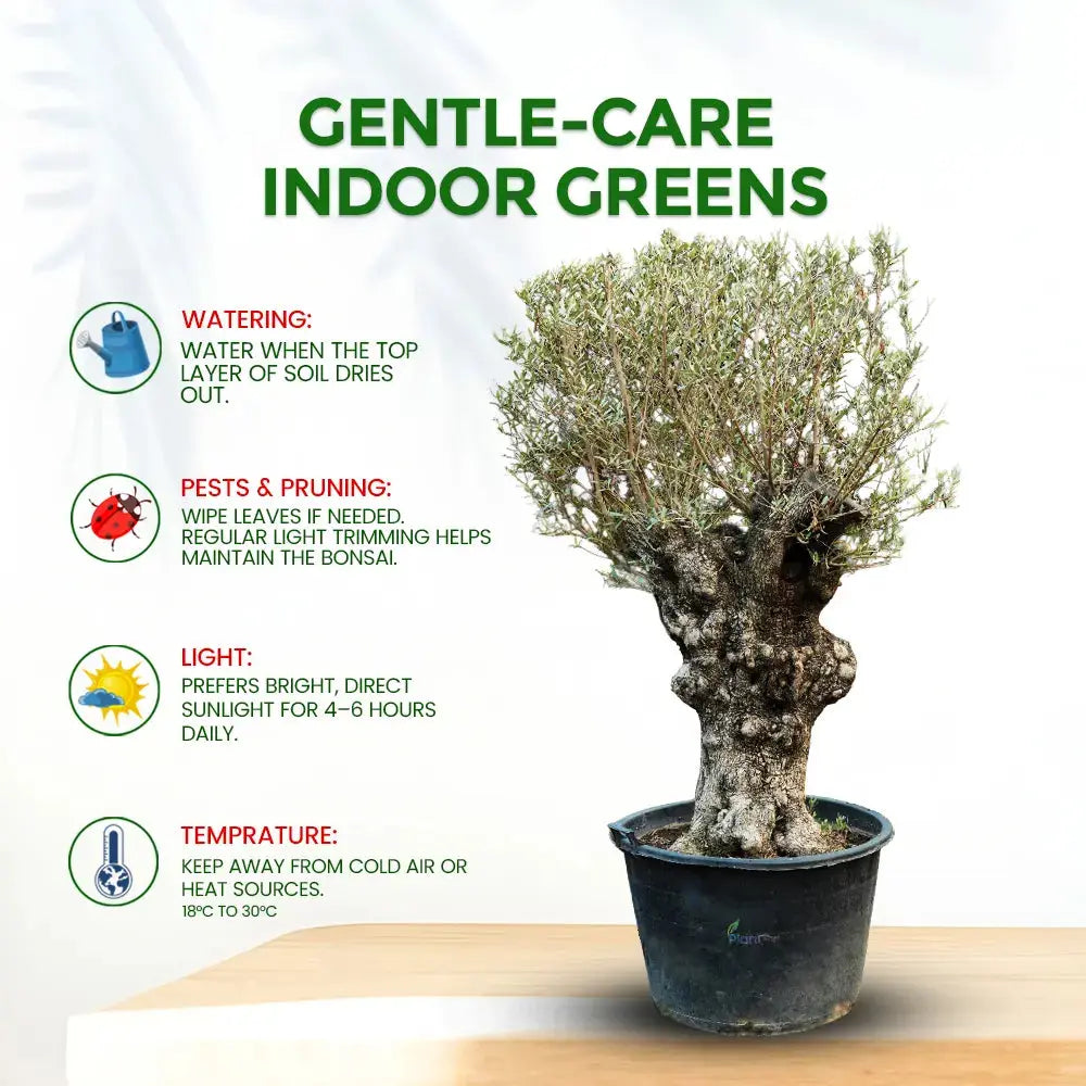 Olive Bonsai Plant – Premium Indoor & Outdoor Bonsai Tree Plantmitra