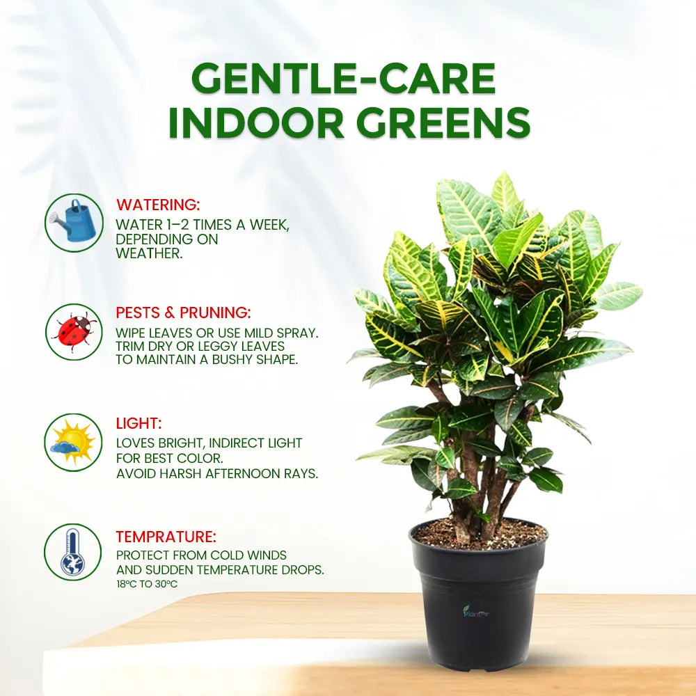Croton – Vibrant Semi Indoor Decorative Air Purifying Plant