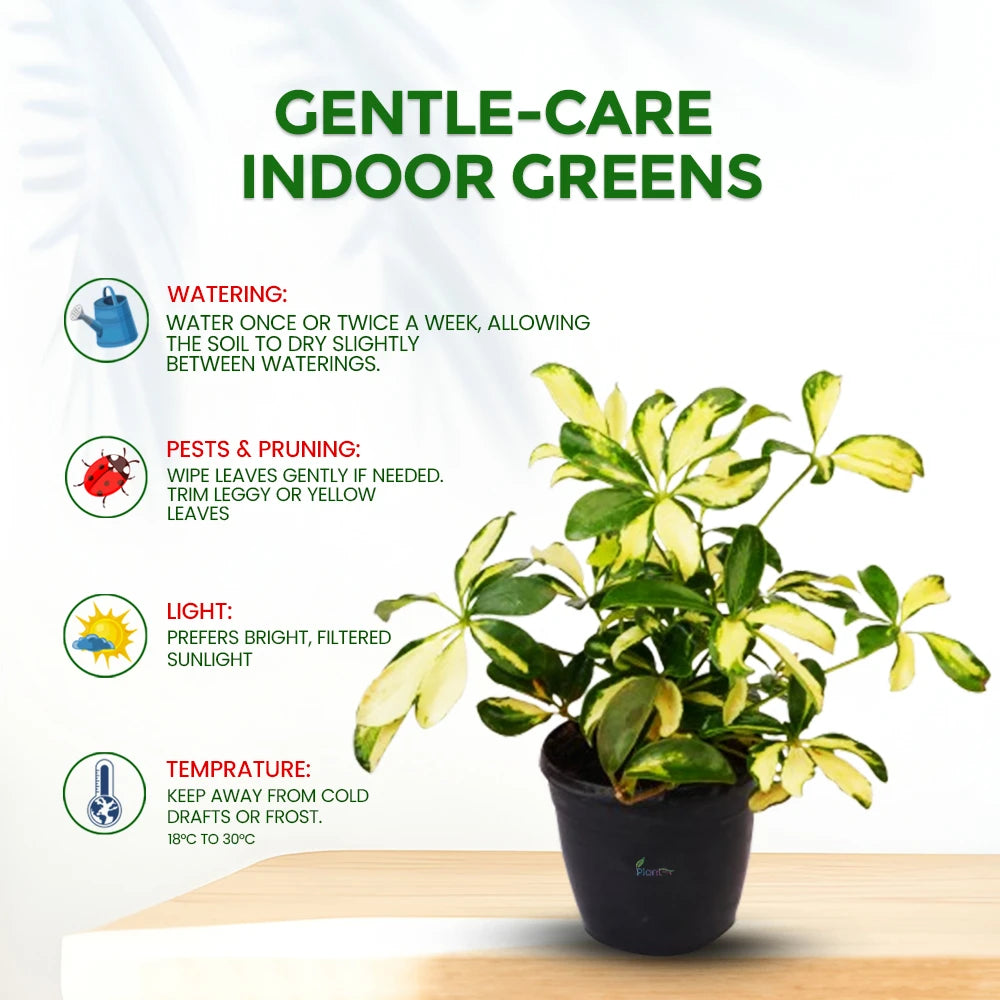 Saflera (Schefflera / Umbrella Plant) – Beautiful Indoor Air-Purifying Plant