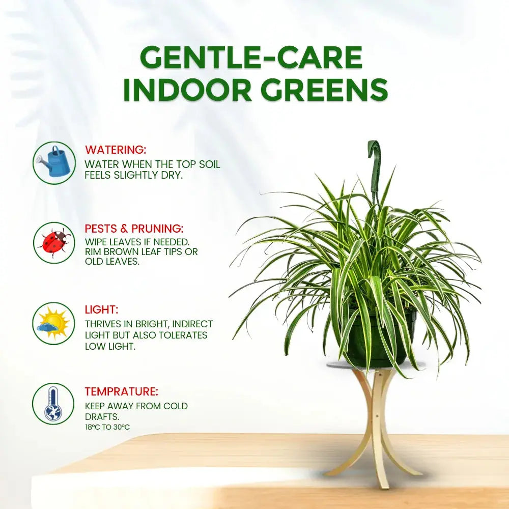 Spider Plant (Chlorophytum Comosum) in 8" Grow Basket – Indoor Air-Purifying Plant Plantmitra