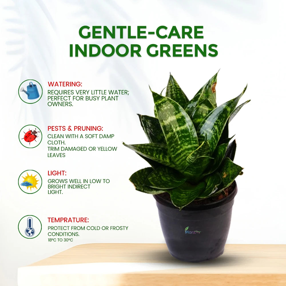 Sansevieria ‘Hahnii Marginata’ – Compact Indoor Low Maintenance Air Purifying Plant