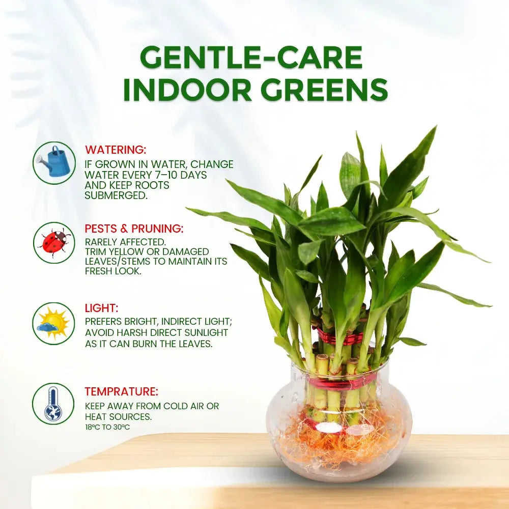 2 Layer Lucky Bamboo Plant – Indoor Good Luck & Positive Energy Plant Plantmitra