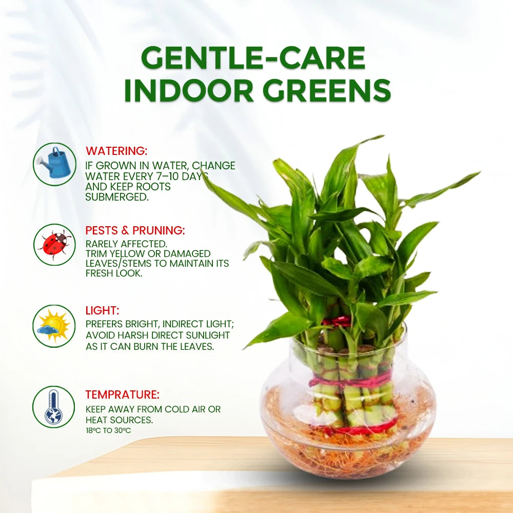 3 Layer Lucky Bamboo Plant – Good Luck & Positive Energy Indoor Plant