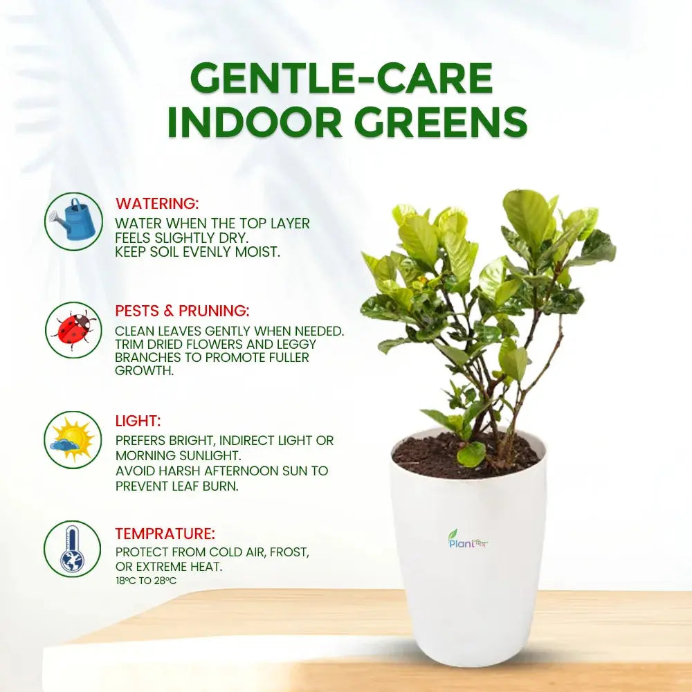 Gandhraj Plant in 8″ × 11″ Tower Pot – Fragrant Flowering Outdoor Plant Plantmitra