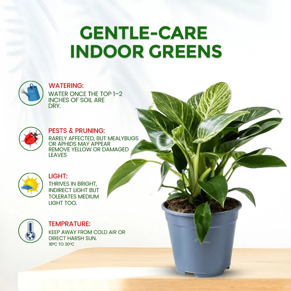 Philodendron Birkin – Stylish Indoor Low Maintenance Air Purifying Plant