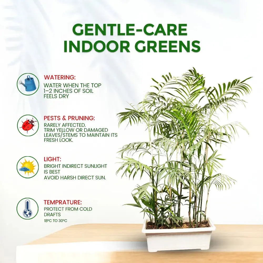 Safotia Palm Plant in 24" Window Pot – Elegant Indoor & Semi-Outdoor Palm Plant Plantmitra