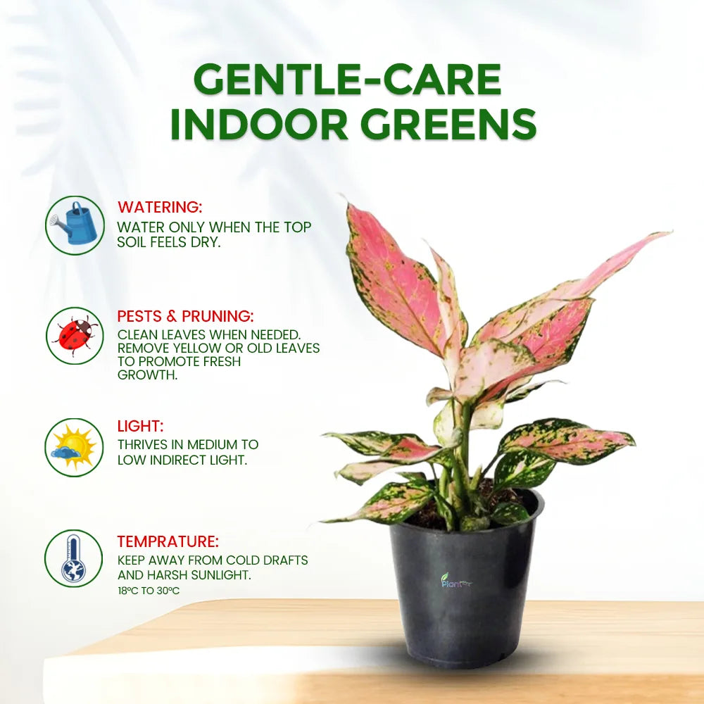 Aglaonema Red Desire – Bold Low Maintenance Indoor Air Purifying Plant