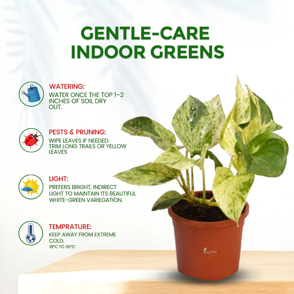 Marble Queen Money Plant in 4" Grow Pot – Indoor Air-Purifying Plant