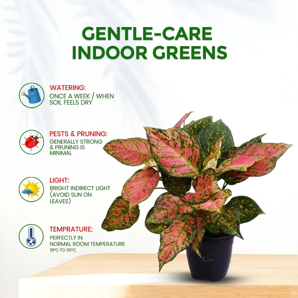 Aglaonema Hybrid Valentine – Low Maintenance Indoor Plant