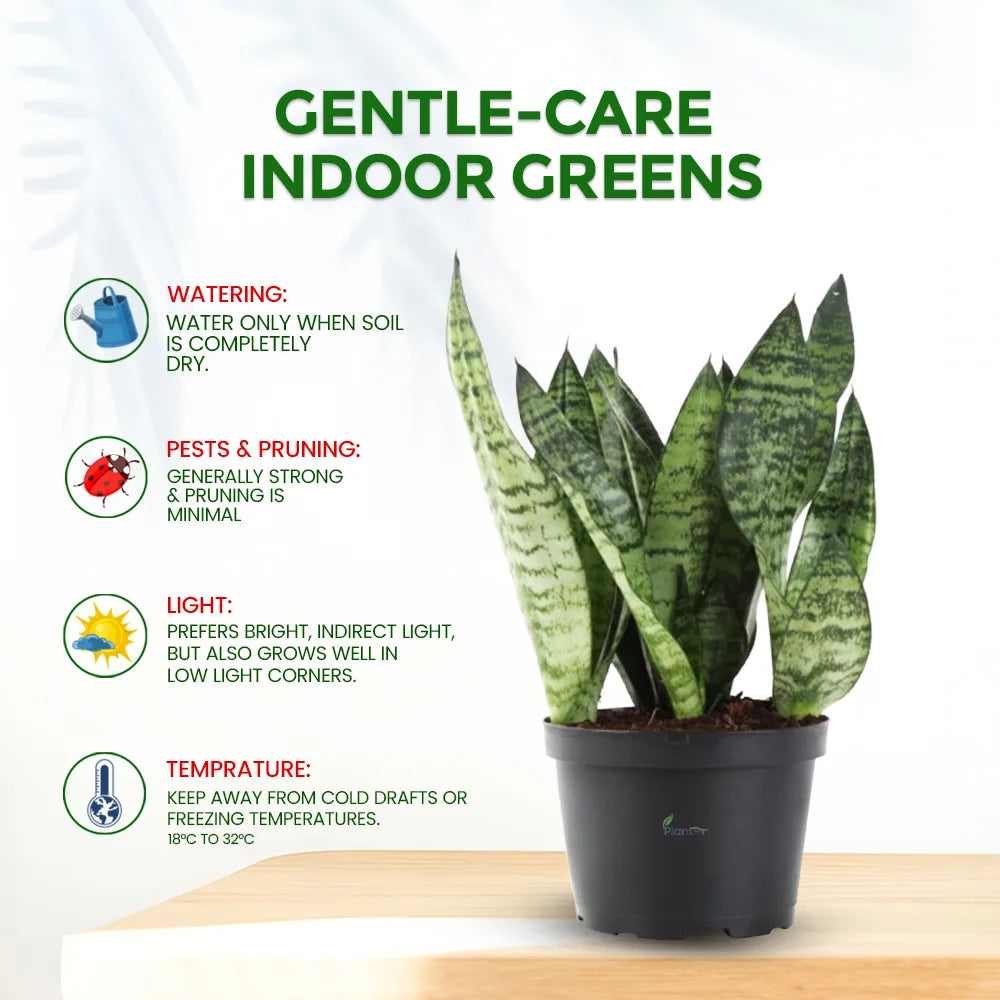 Sansevieria ‘Zeylanica’ – Hardy Indoor Air Purifying Low Maintenance Plant