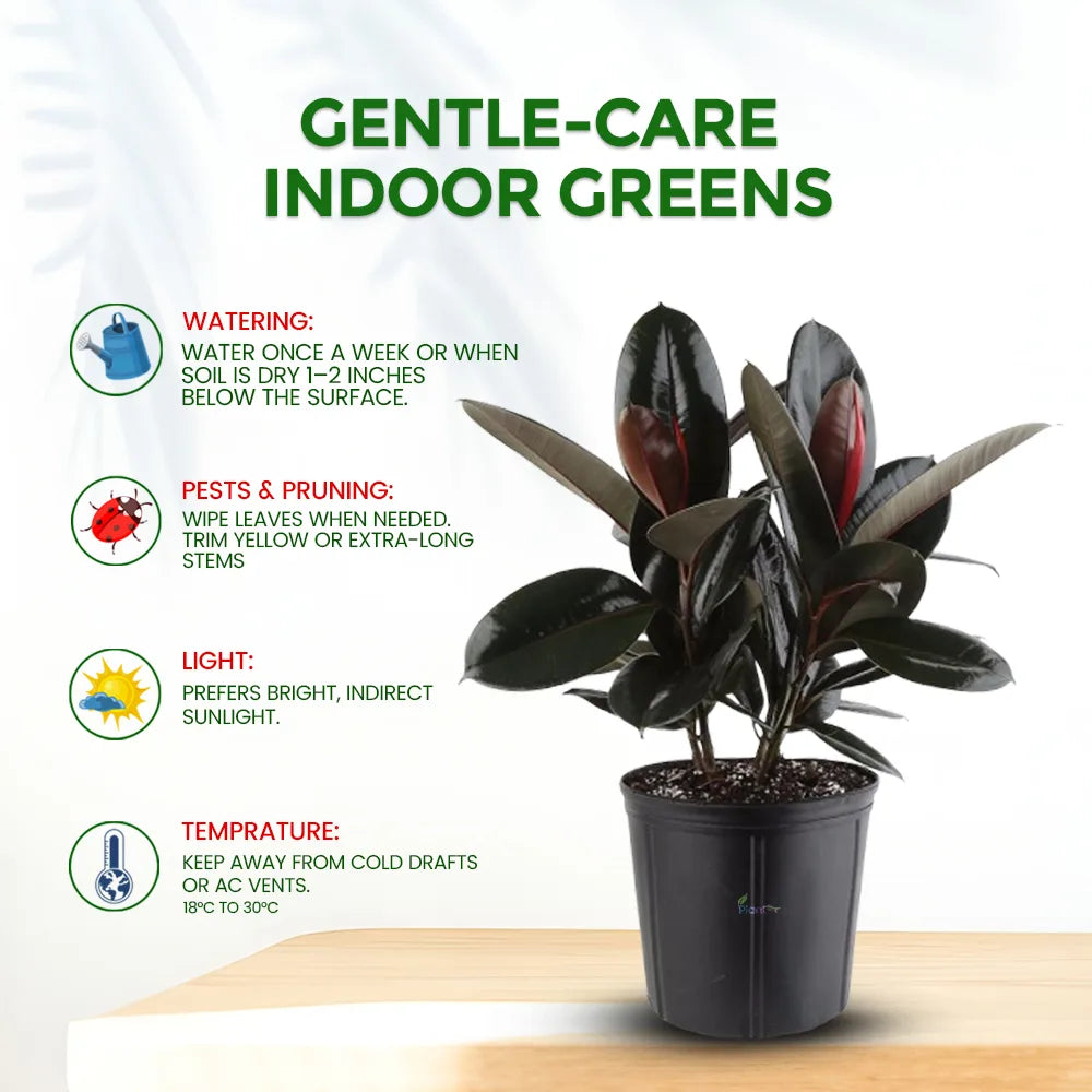 Ficus Rubber Plant – Classic Low Maintenance Indoor Air Purifying Plant