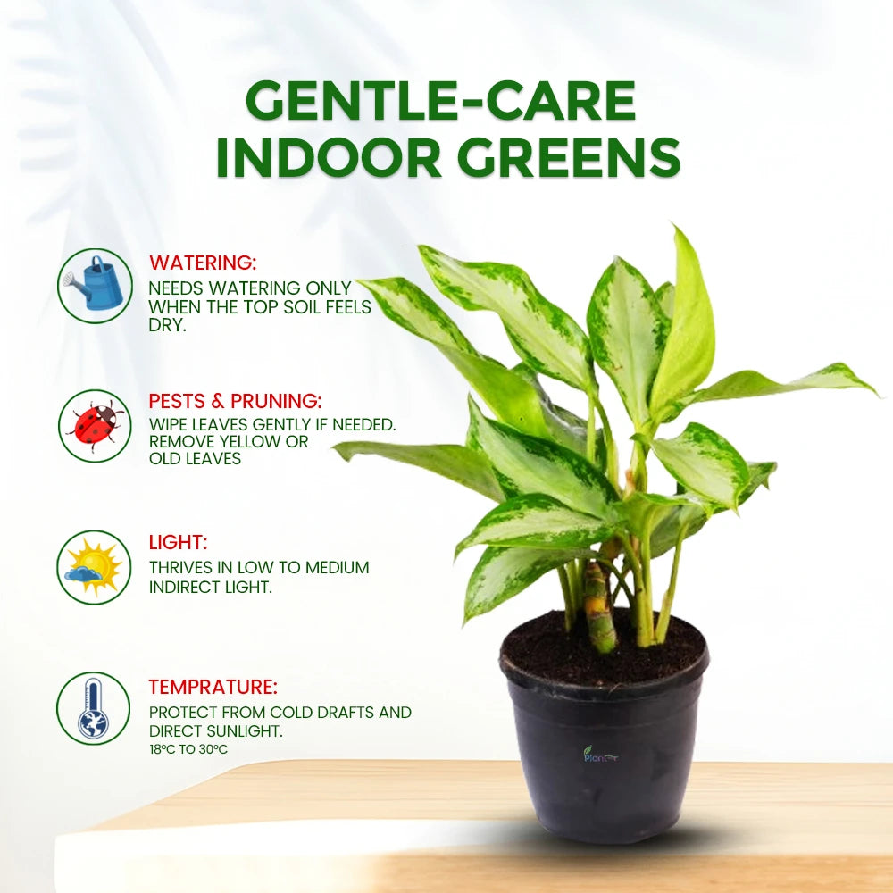 Aglaonema Silver Queen – Elegant Indoor Air-Purifying Plant