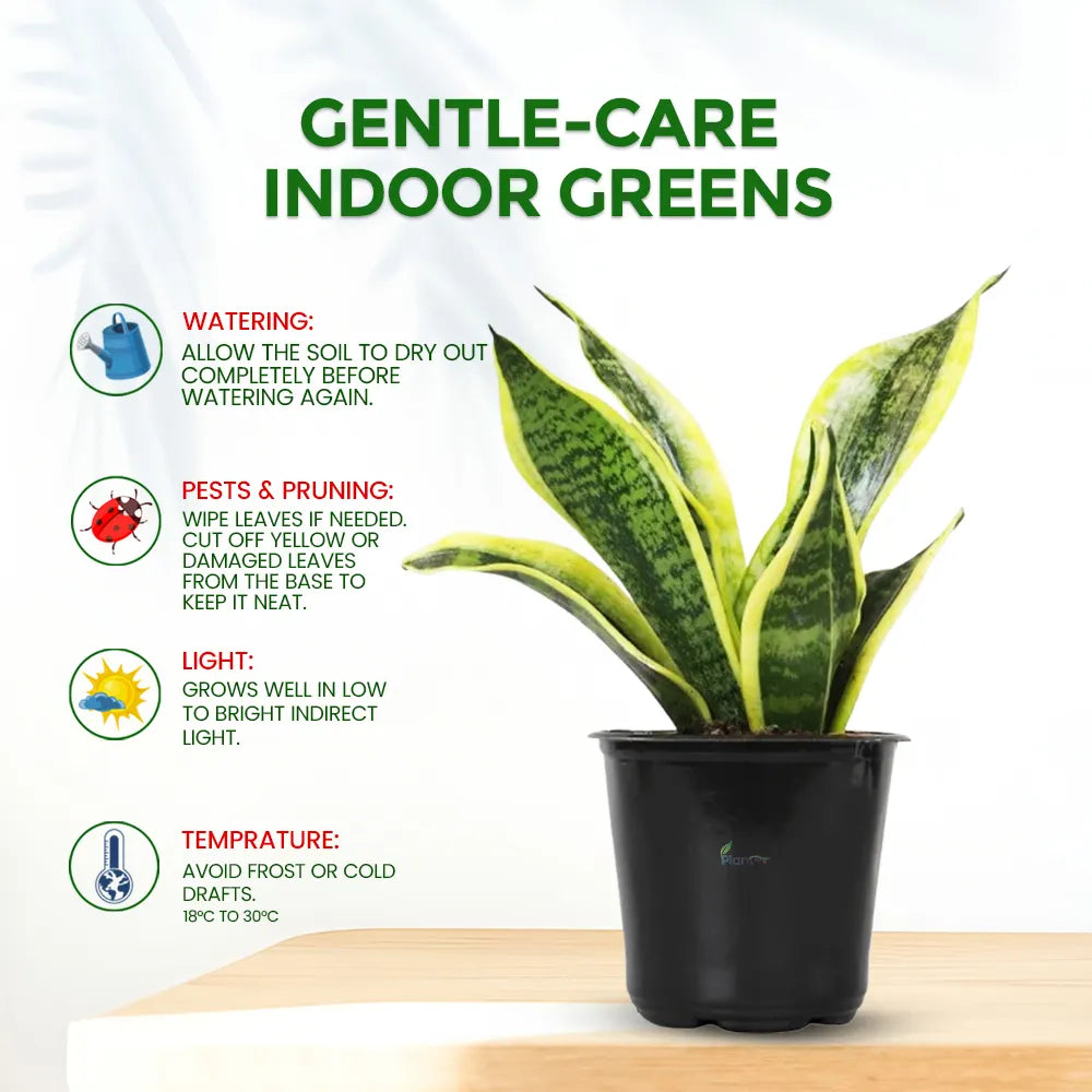 Sansevieria Superba – Indoor Low Maintenance Air Purifying Plant