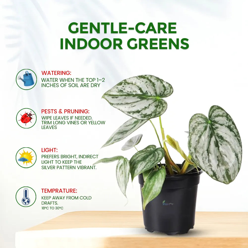 Money Plant ‘Big Leaf Silver’ – Easy Care Indoor Air Purifying Plant