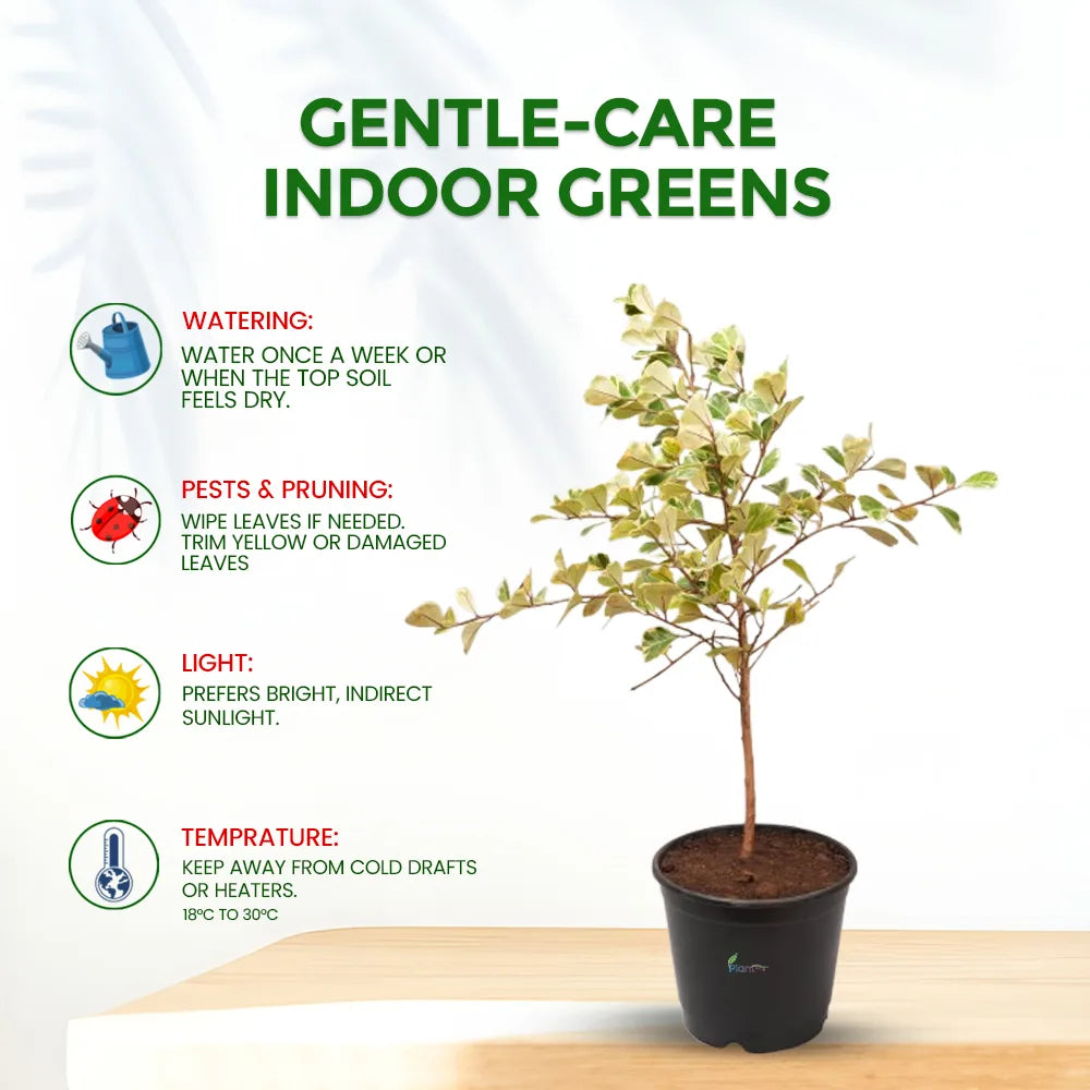 Safari Ficus Plant in 8" Grow Pot – Stylish Indoor Air-Purifying Plant