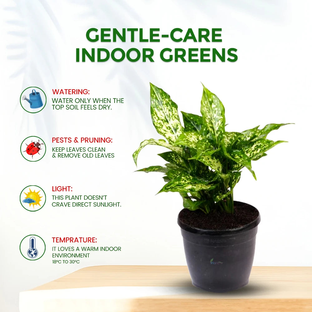 Aglaonema Snow White – Elegant Low Maintenance Indoor Air Purifying Plant