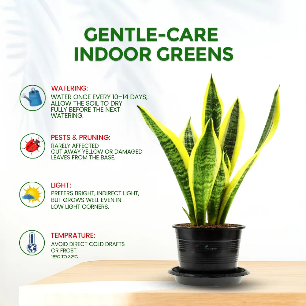 Sansevieria Trifasciata ‘Hahnii Stars and Stripes’ – Compact Indoor Air Purifying Low Maintenance Plant