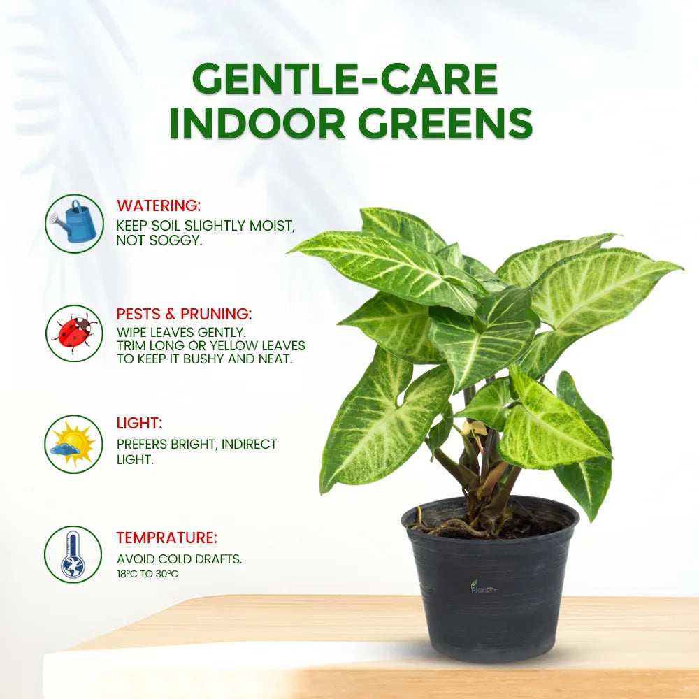 Syngonium – Versatile Low Maintenance Indoor Air Purifying Plant