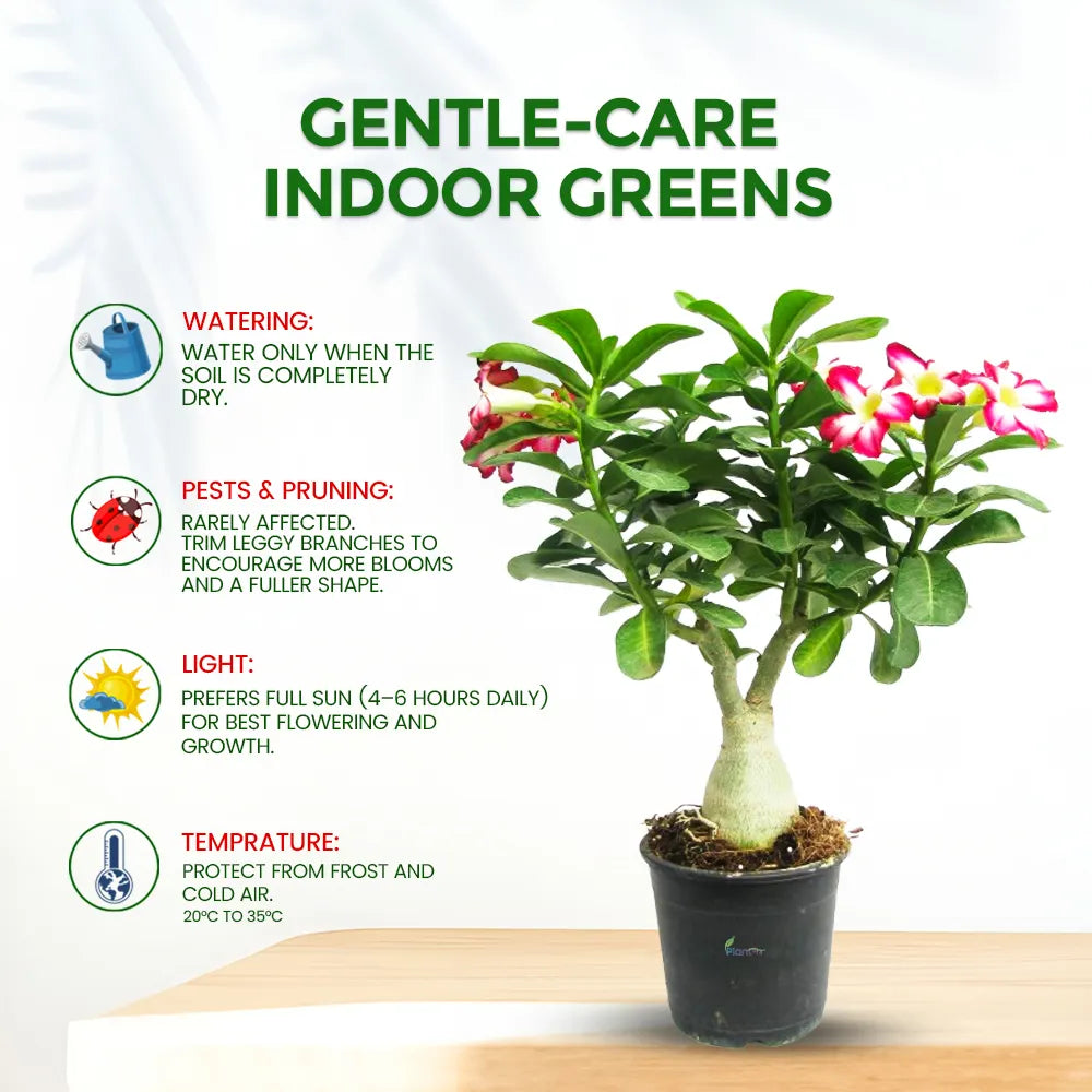 Grafted Adenium Plant in 5" Grow Pot – Desert Rose Flowering Bonsai