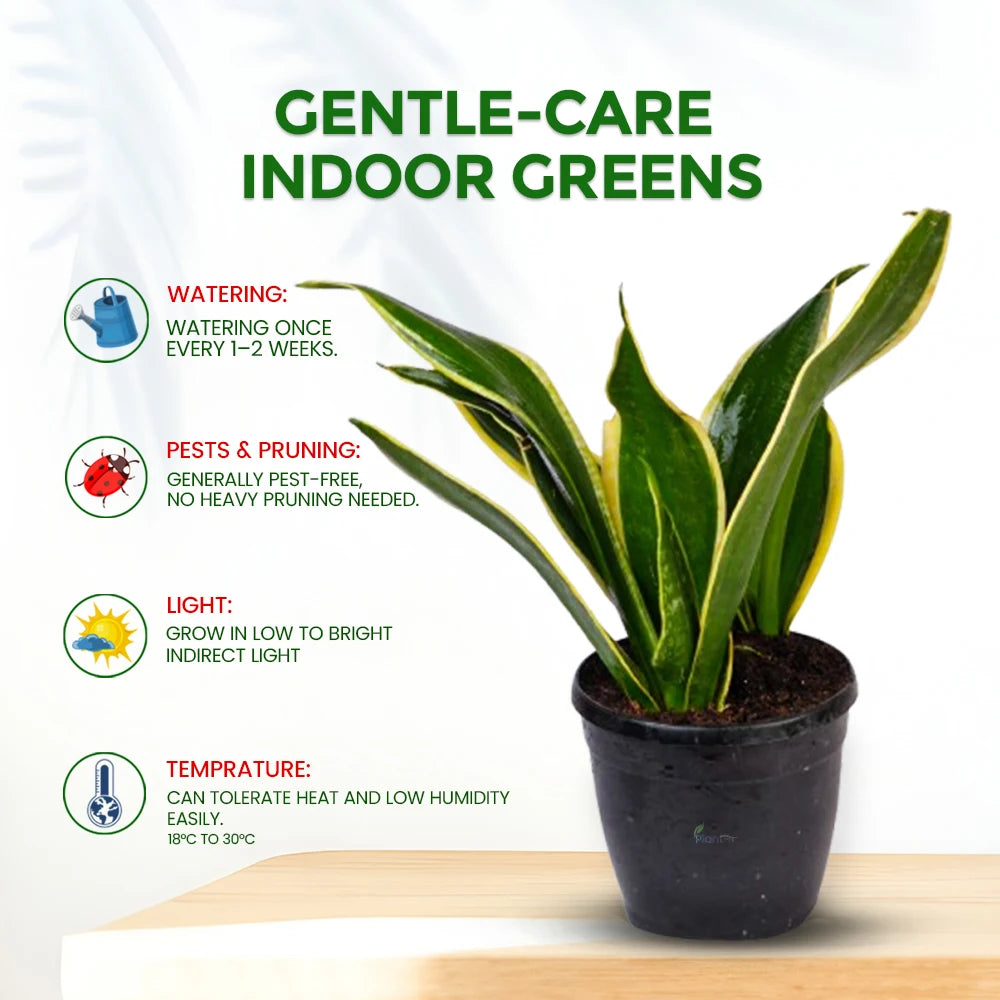 Sansevieria ‘Black Gold’ – Stylish Indoor Air Purifying Low Maintenance Plant